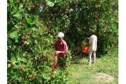 Bình Phước: Ảnh hưởng của thời tiết đến năng suất cây điều là không đáng kể