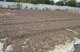 Giá điều thô tăng kỷ lục