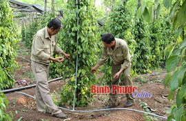 The economy refurbished - the rural farm in the season