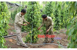 The economy refurbished - the rural farm in the season