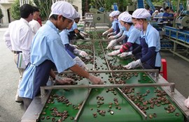 Khan hàng, giá điều cao kỷ lục