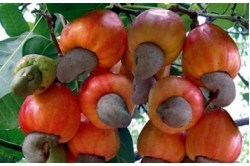 Grafting technique to improve cashew orchards