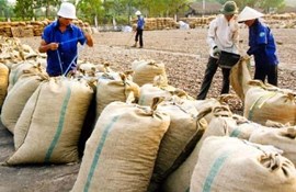 Ngành điều đối mặt với khó khăn thiếu nguyên liệu sản xuất