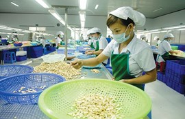As of October 15, exports of cashew nuts reached nearly $ 2.7 billion
