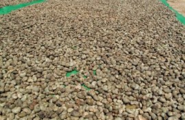Cashew exports continued to rise strongly to the Canada market