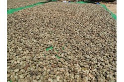 Xuất khẩu hạt điều ngắm mốc 3,3 tỷ USD