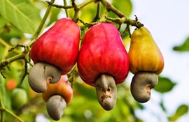 Xuất khẩu tăng mạnh, giá hạt điều cao kỷ lục